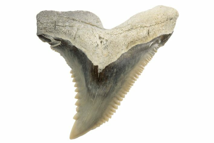 Snaggletooth Shark (Hemipristis) Tooth - Aurora, NC #194959